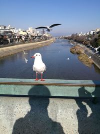 Seagull perching on railing against river in city