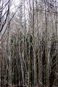 Low angle view of bare trees in forest