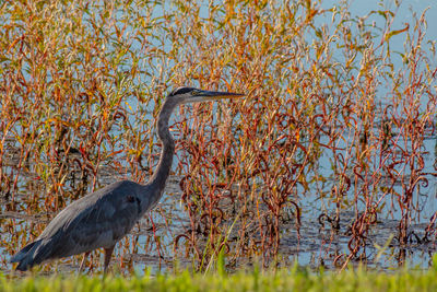 Gray heron in lake