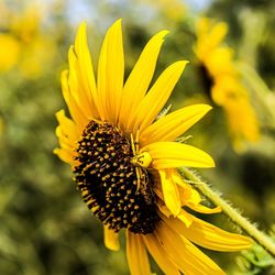 Close-up of sunflower