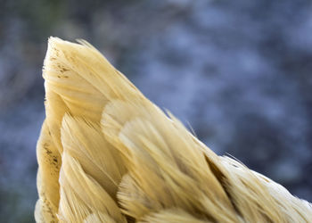 Close up of chicken feathers