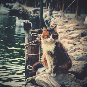 Portrait of cat sitting outdoors