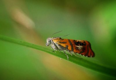 Close-up of butterfly on leaf