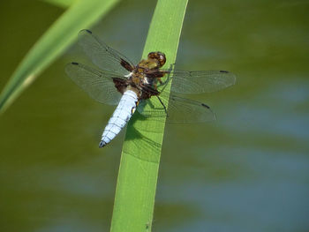 Close-up of dragonfly on leaf