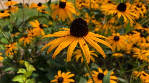 Yellow flowers blooming outdoors