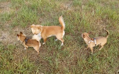 High angle view of dogs on grassy field