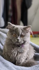 Close-up portrait of a cat