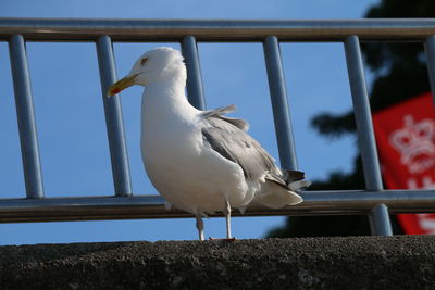 Close-up of seagull perching on railing