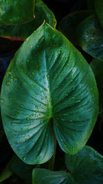 Close-up of wet plant