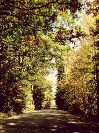 Road amidst trees in forest