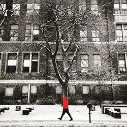 Bare trees in front of building