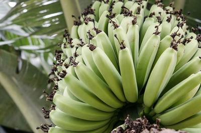 Close-up view of fruit