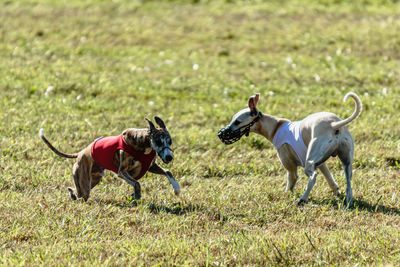 Two whippet dogs running in a red and white jackets on coursing field