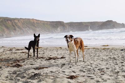 Dogs on beach