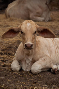 Portrait of cow relaxing on field