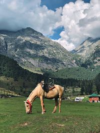 Horses on a field