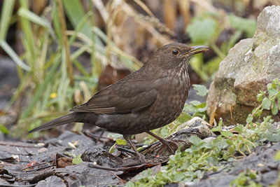 Close-up of bird perching on rock