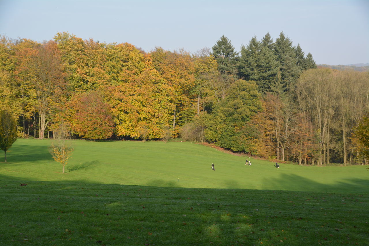 TREES GROWING ON FIELD