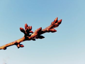 Low angle view of flower tree against clear blue sky