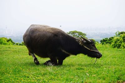 Cow grazing in a field