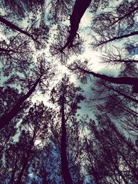 Low angle view of trees in forest against sky