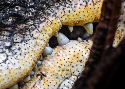 Close-up of mushroom