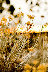 Close-up of stalks in field against sky