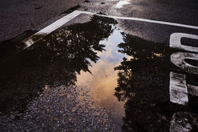 Reflection of trees in puddle