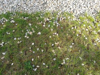 High angle view of plants growing on field