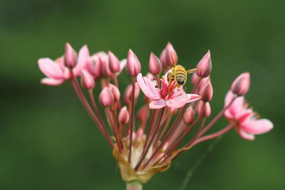 Close-up of pink flowering plant