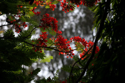 Close-up of red flower tree