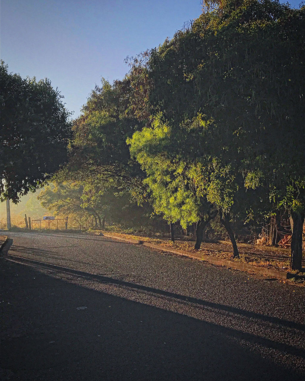 tree, plant, morning, road, nature, transportation, leaf, autumn, sky, sunlight, no people, yellow, street, beauty in nature, rural area, outdoors, city, growth, landscape, dusk, tranquility, asphalt, day, environment, light, scenics - nature, clear sky, land, travel, horizon
