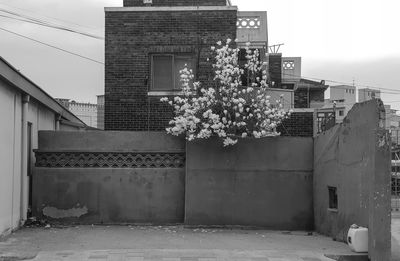 Tree by building against sky