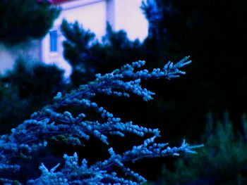 Close-up of snow covered pine tree