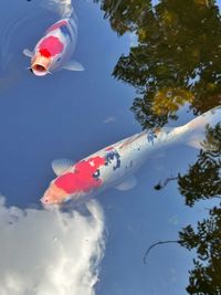 koi