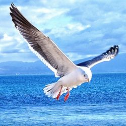 Seagulls flying over sea