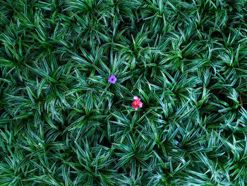 High angle view of pink flowering plants