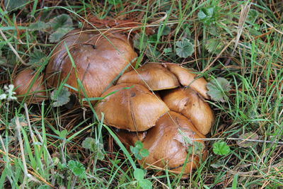 Close-up of mushrooms on field