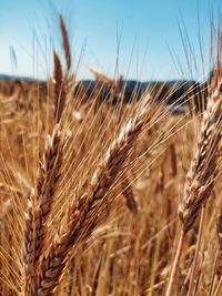 Close-up of stalks in field