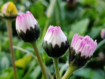 Close-up of pink flowering plants