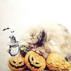 animal themes