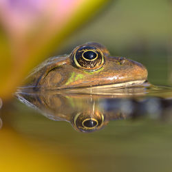 Close-up of frog in water