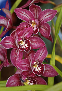 Close-up of flowers