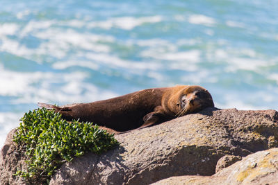 Side view of a sea lion on rock