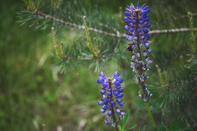 Close-up of purple flowering plants on field