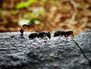 Close-up of ant on the ground