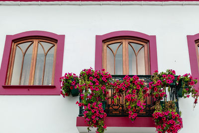 Low angle view of potted plants on window of building