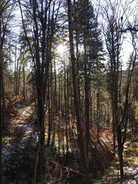 Trees in forest