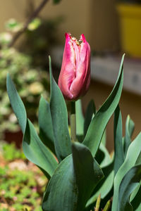 Close-up of pink rose flower