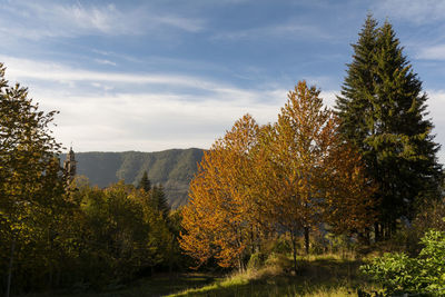 Plants growing on land against sky during autumn